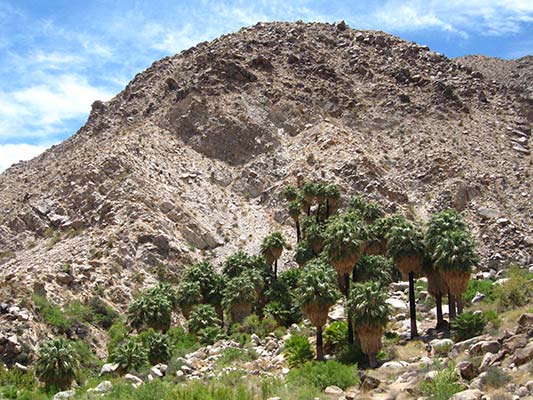 Hiking activities near Joshua Tree