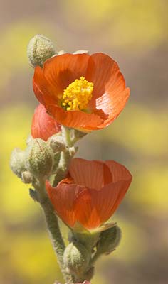 Mojave Desert Wildflowers