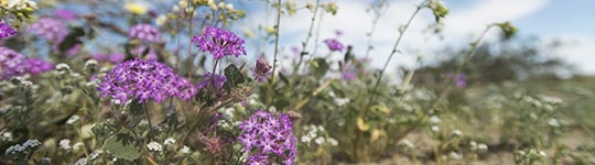 Joshua Tree spring flowers