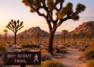 A Local’s Perspective on the Mojave Desert