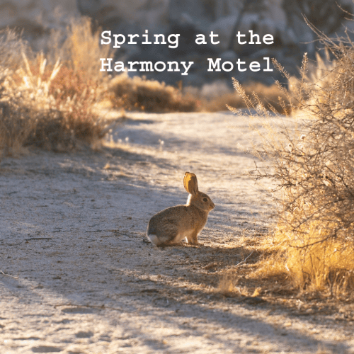 Cottontail rabbit among the desert grounds at Harmony Motel